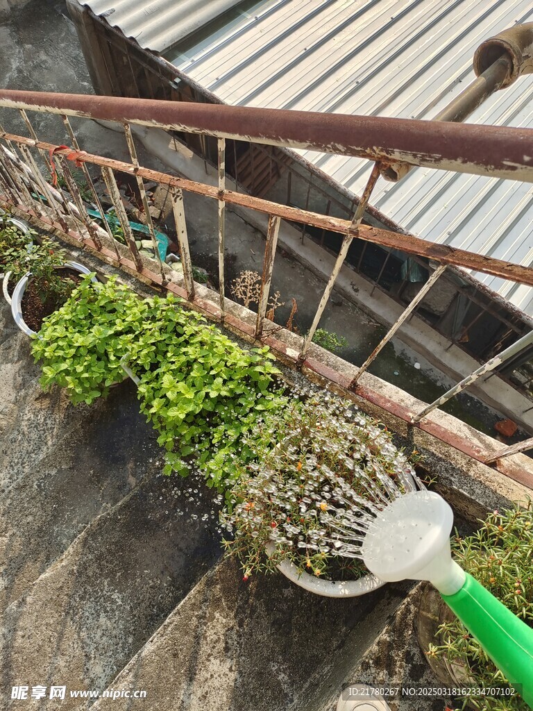 盆栽洒水