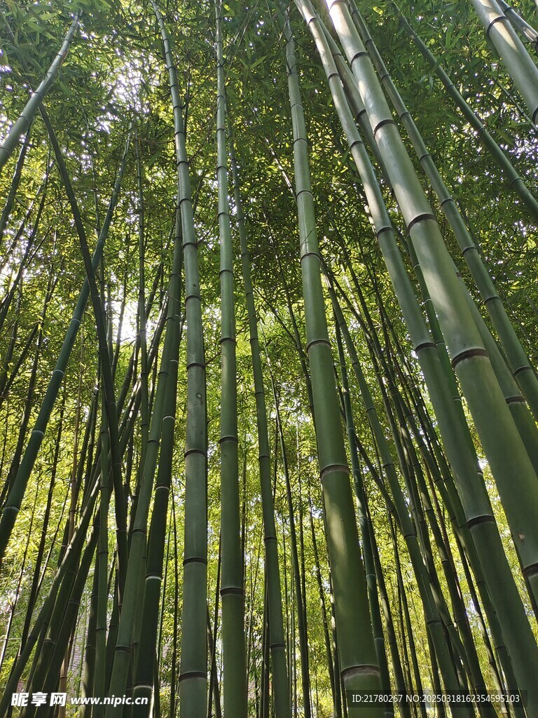 竹林