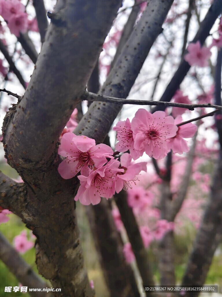 桃花