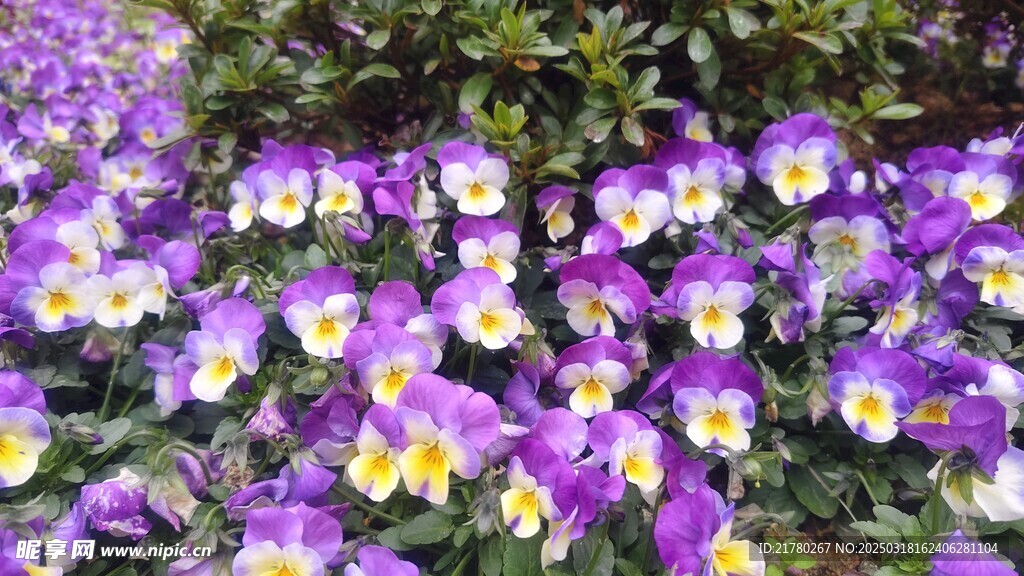 角堇花