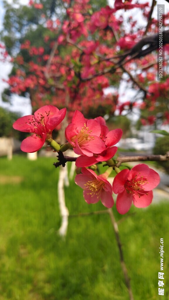 皱皮木瓜