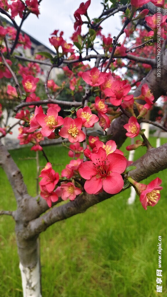 贴梗海棠花
