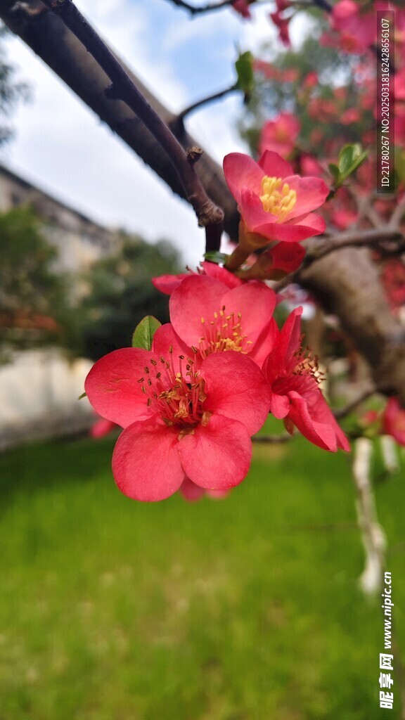 贴梗海棠