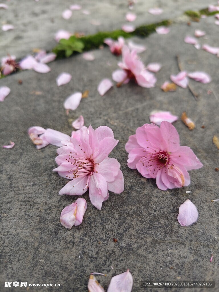 花朵花瓣