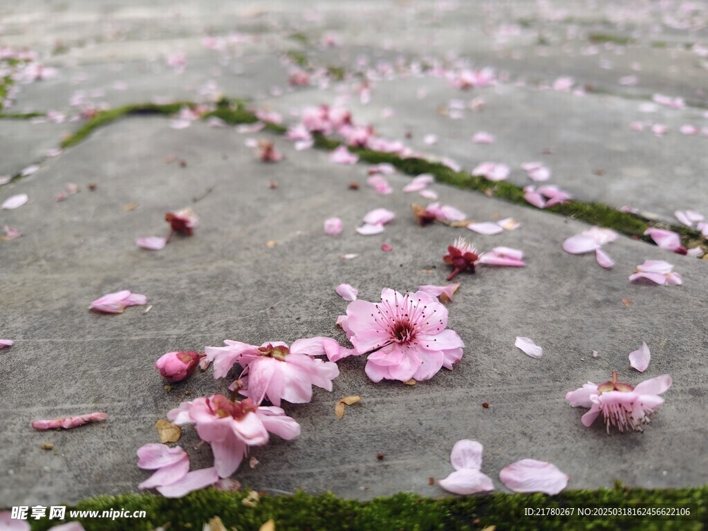 花瓣