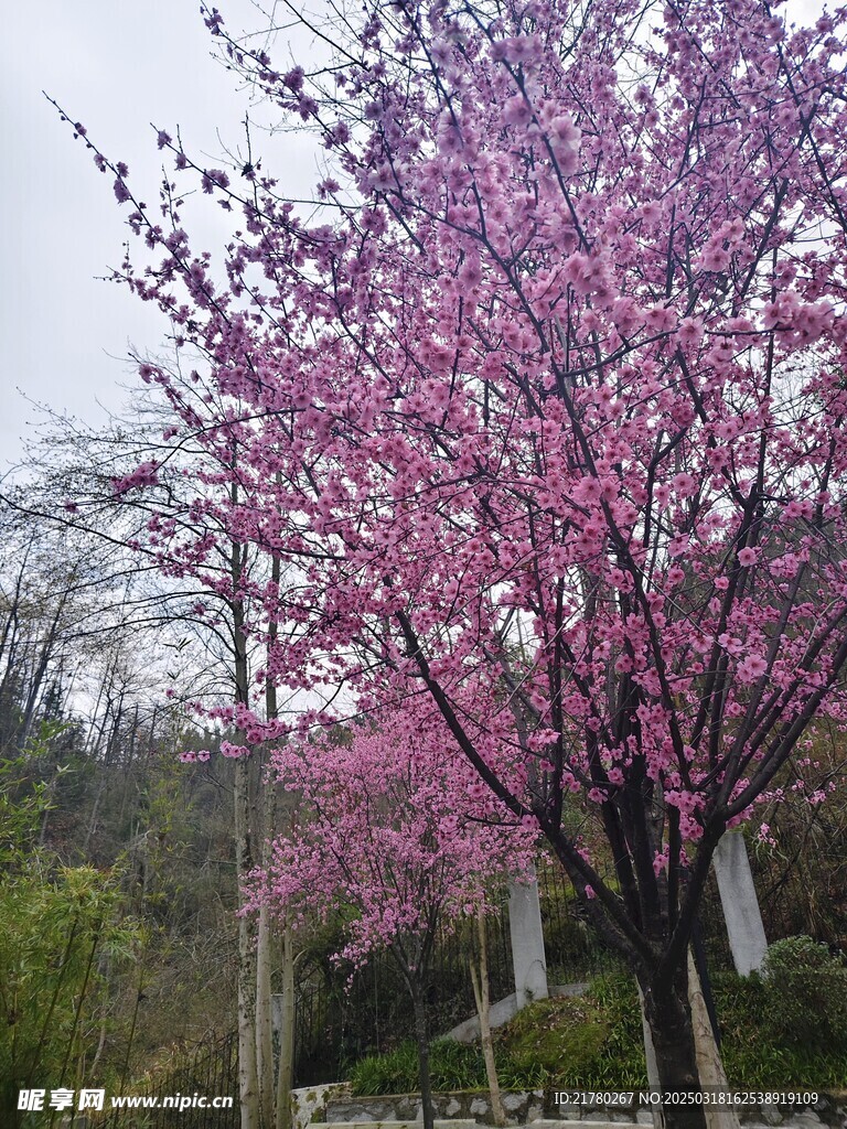 一树桃花