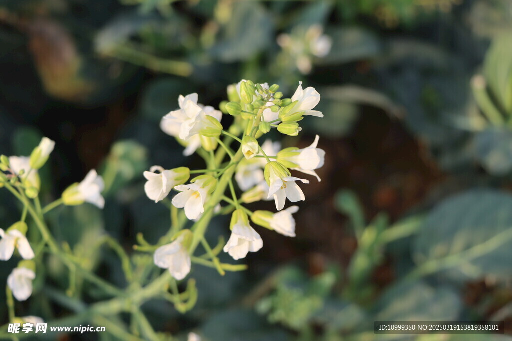 白色菜花