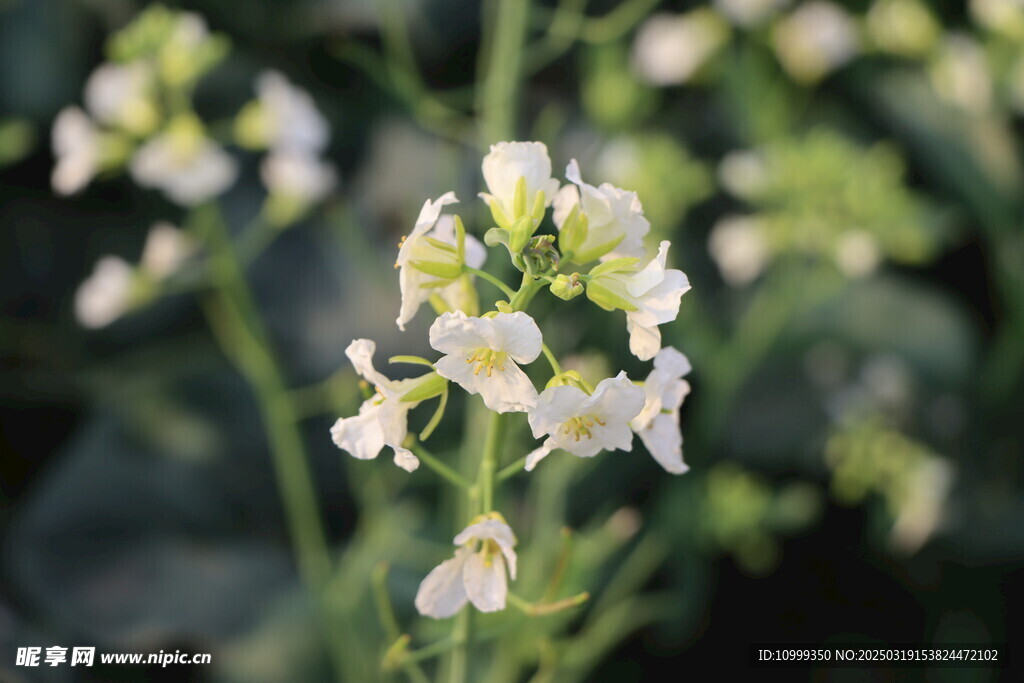 白色菜花