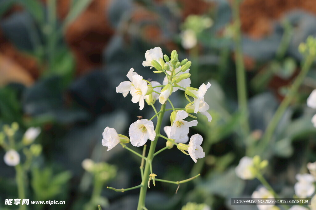 白色菜花