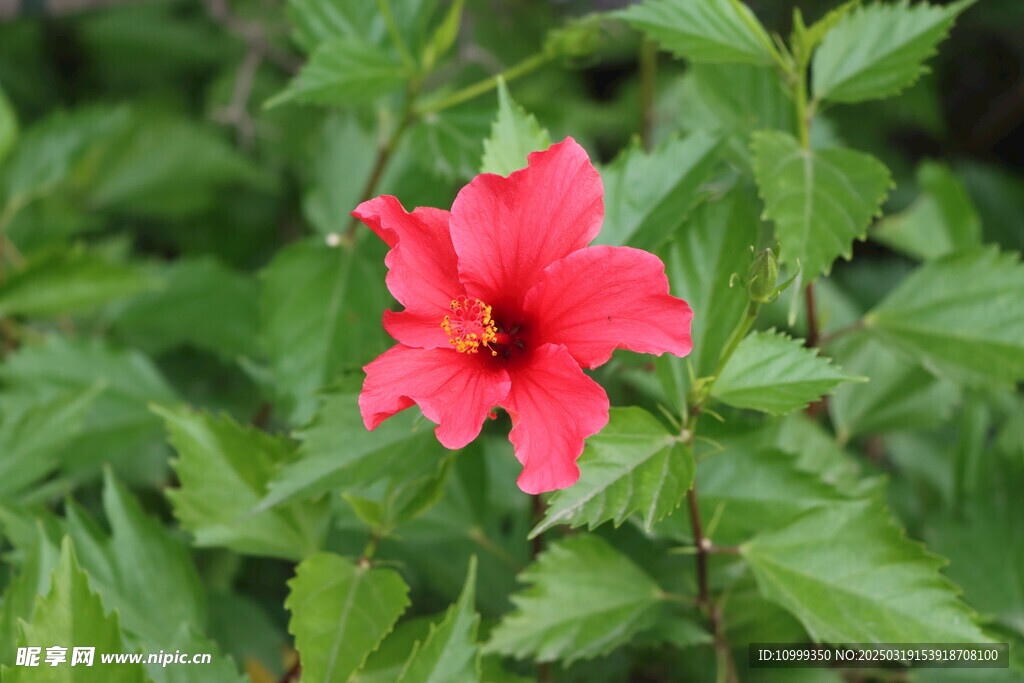 扶桑花
