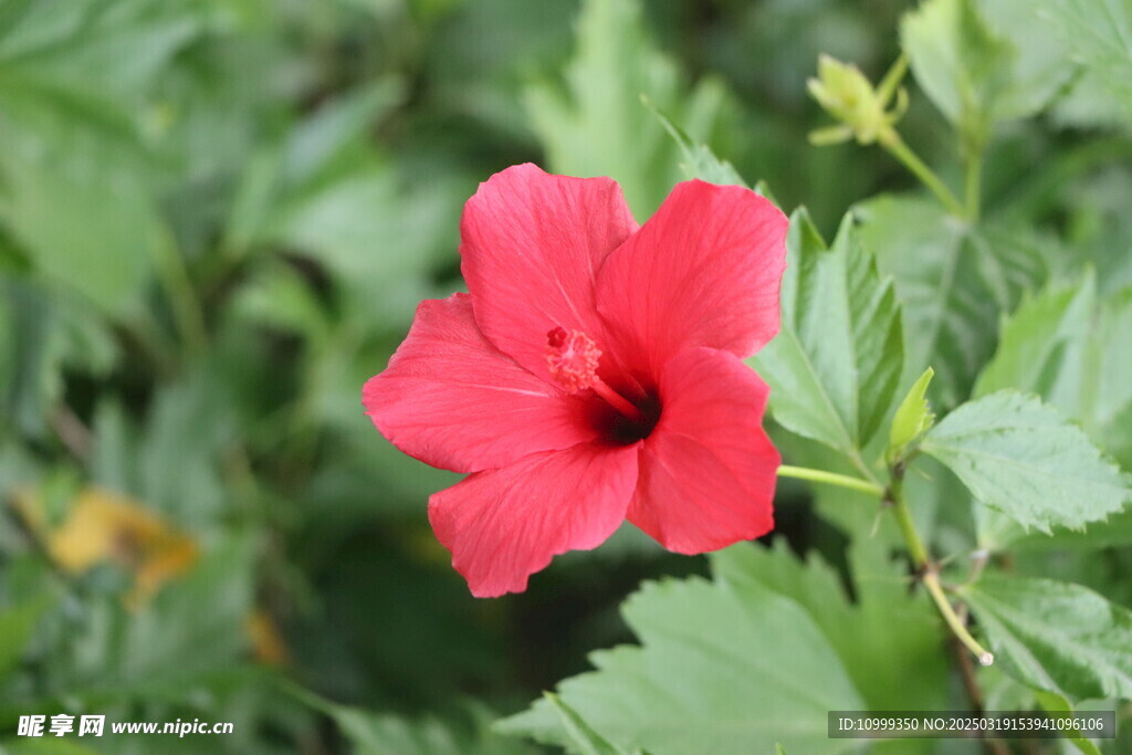 扶桑花