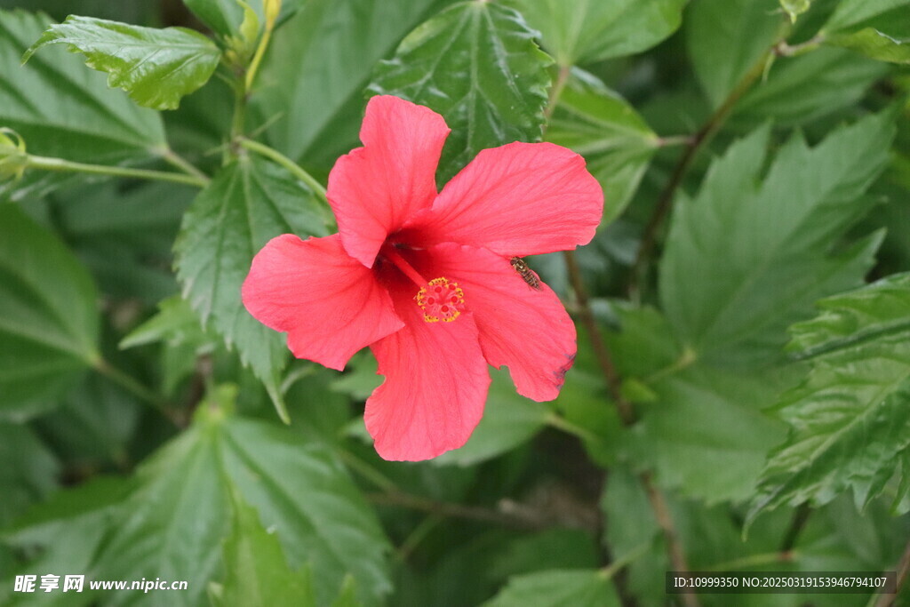 扶桑花