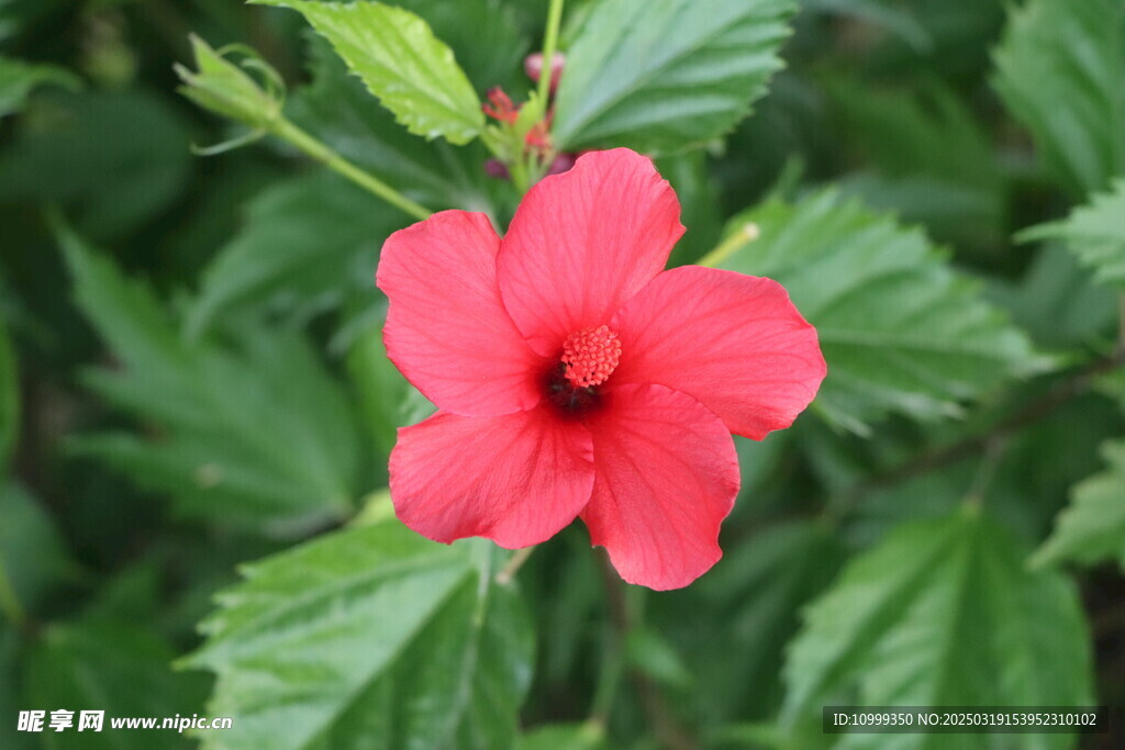 扶桑花
