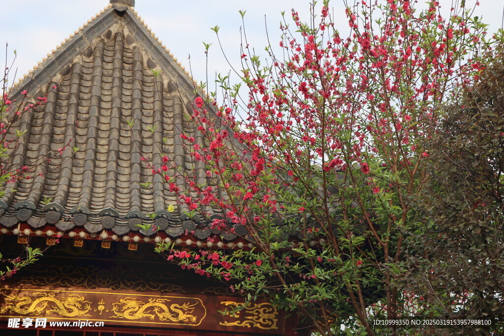 桃花