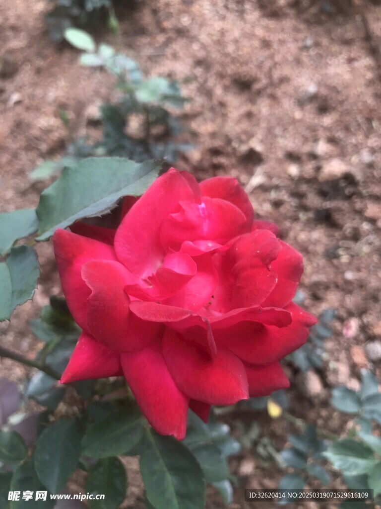月季