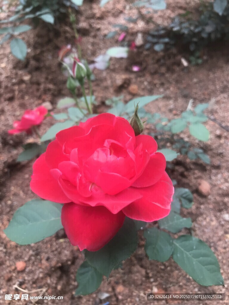 月季