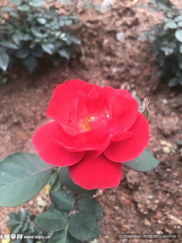 月季