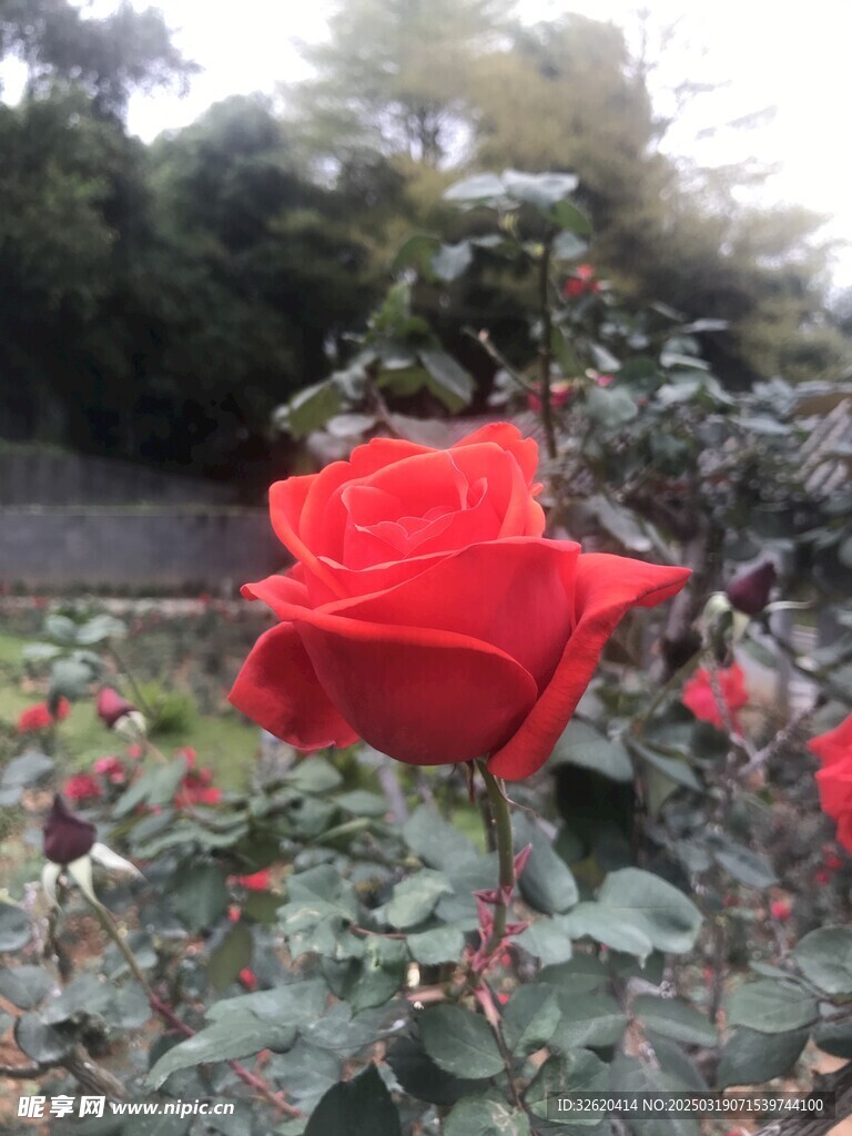 月季