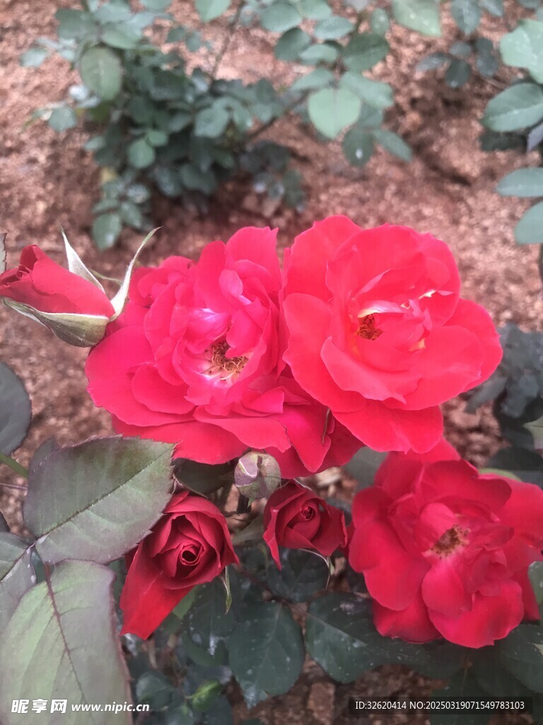 月季