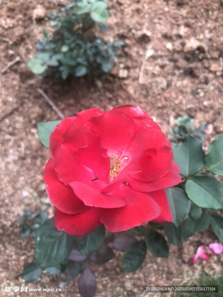 月季