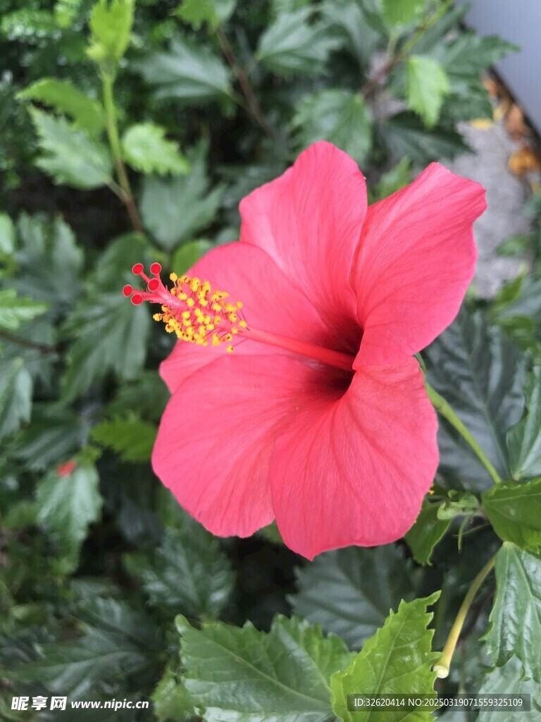 朱槿花 大红花