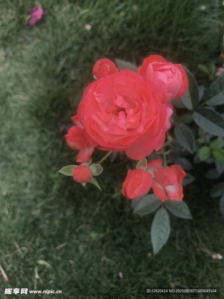 月季