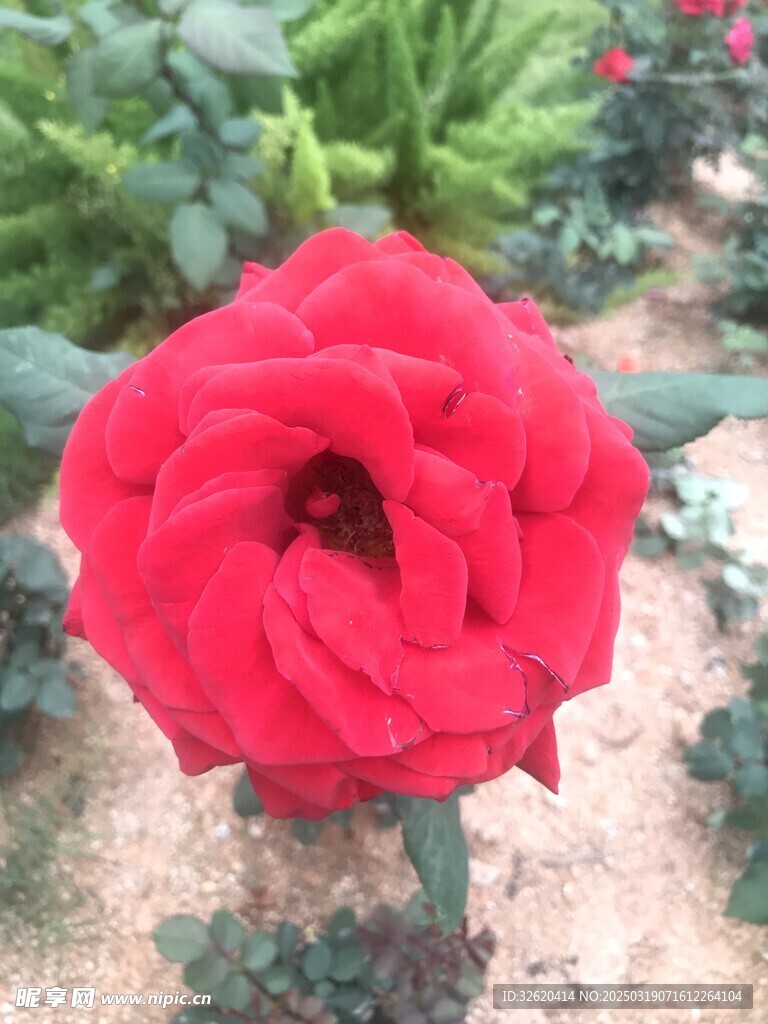 月季