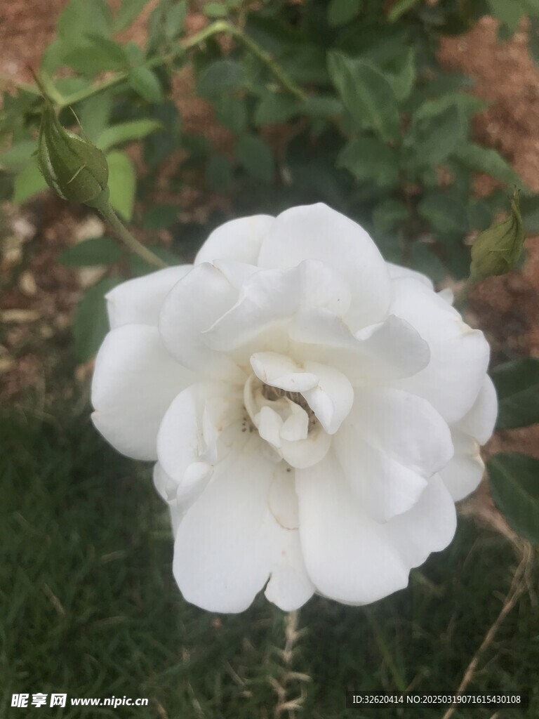 月季