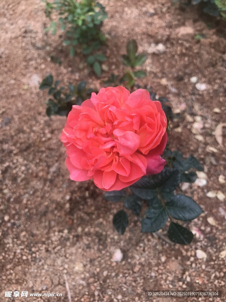 月季