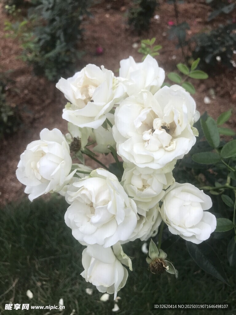 月季