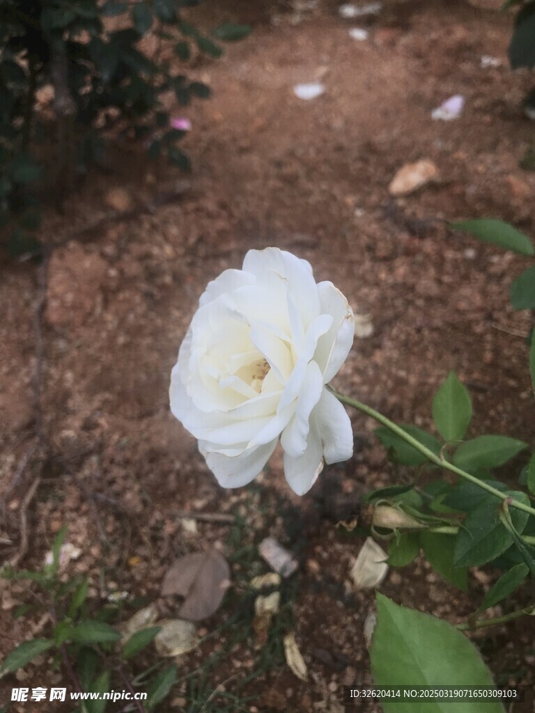月季