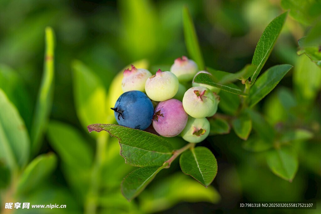 蓝莓