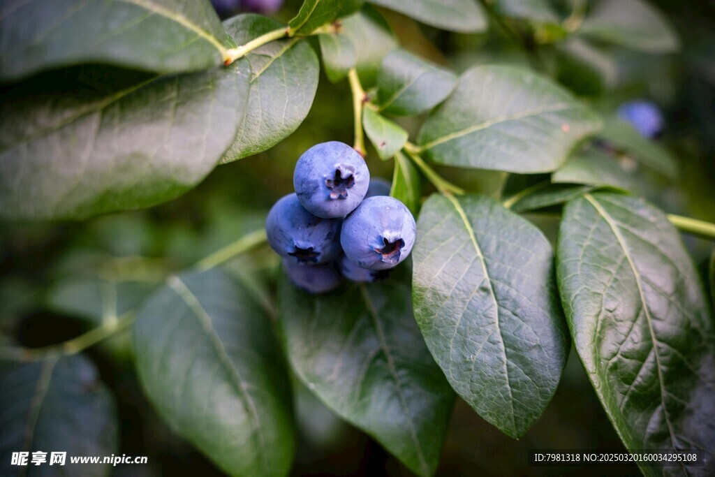 蓝莓