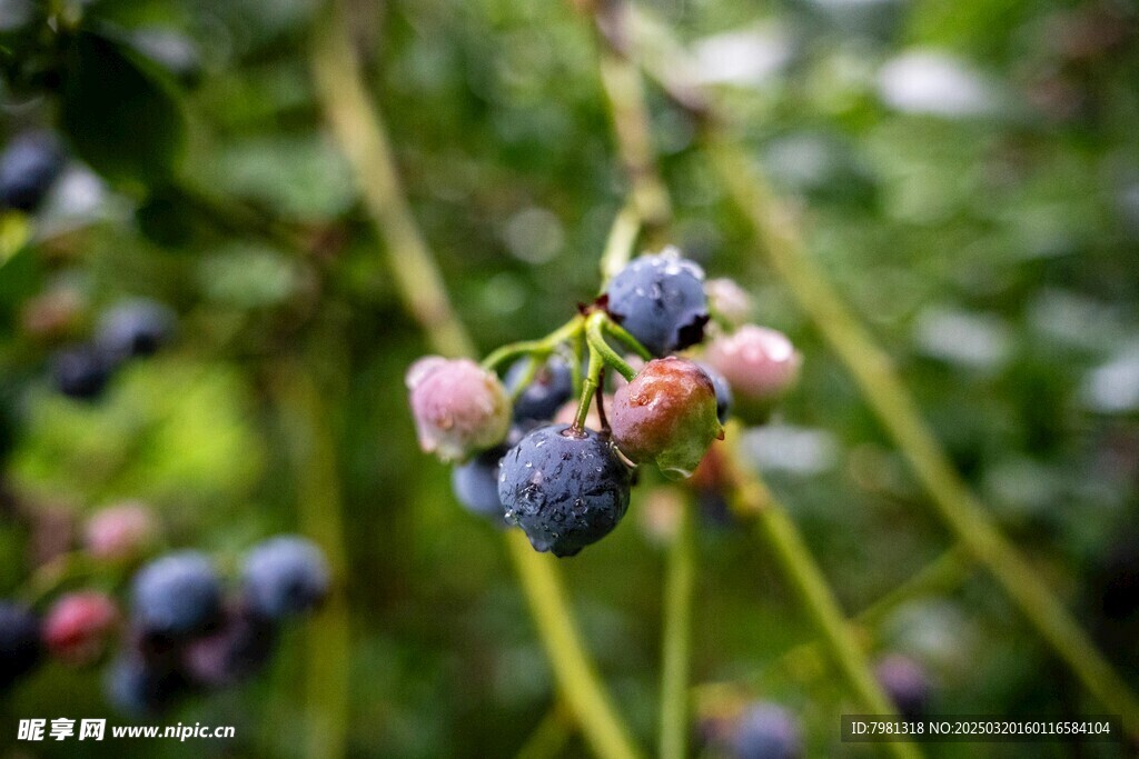 蓝莓