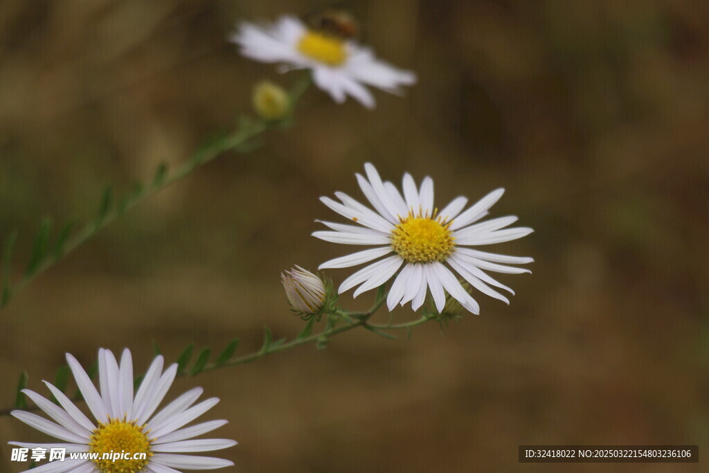 小菊花