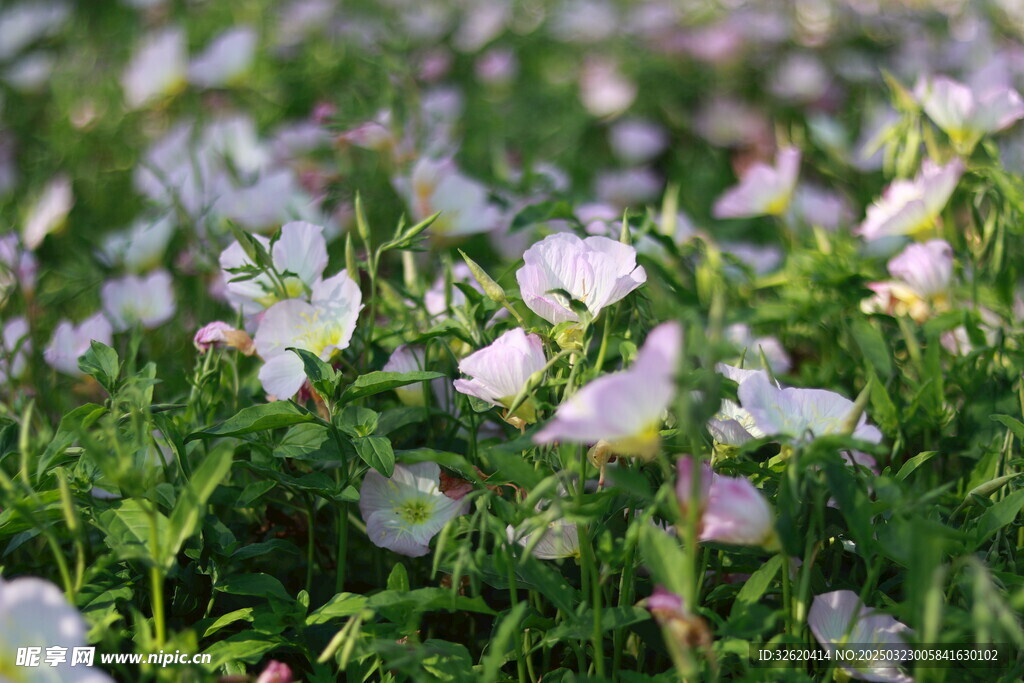 月见草