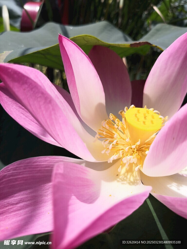 荷花 