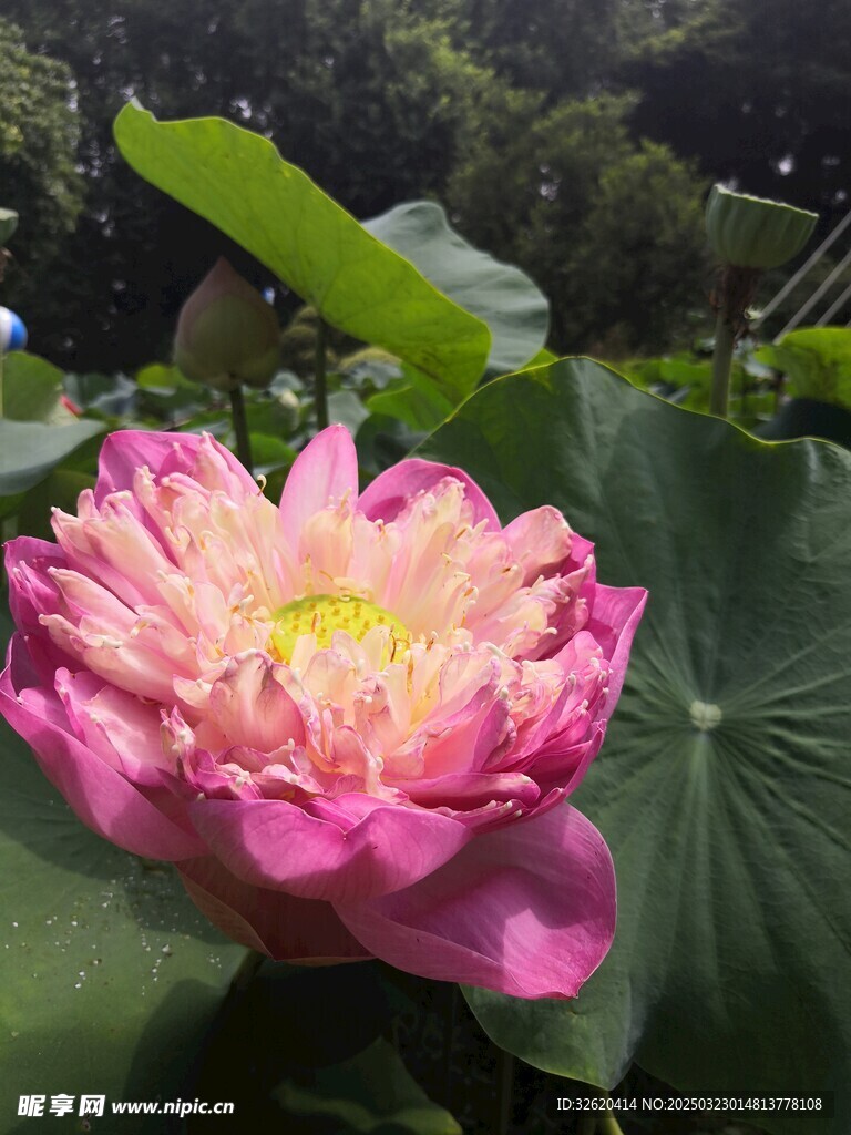 荷花 荷叶