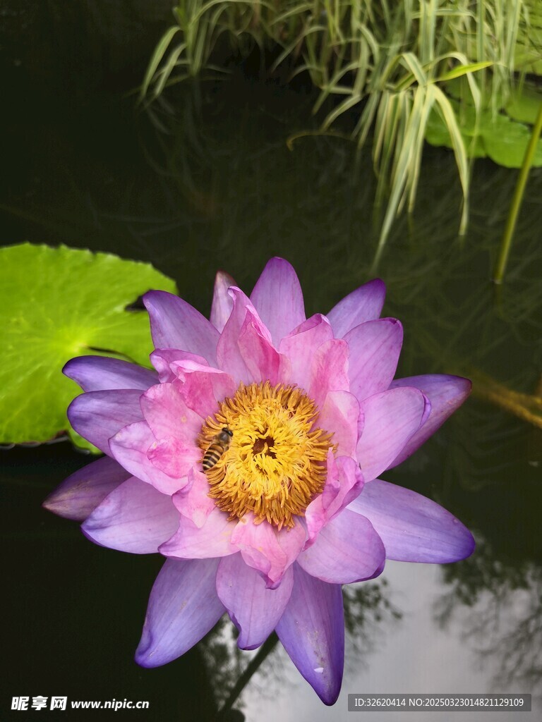 荷花 荷叶