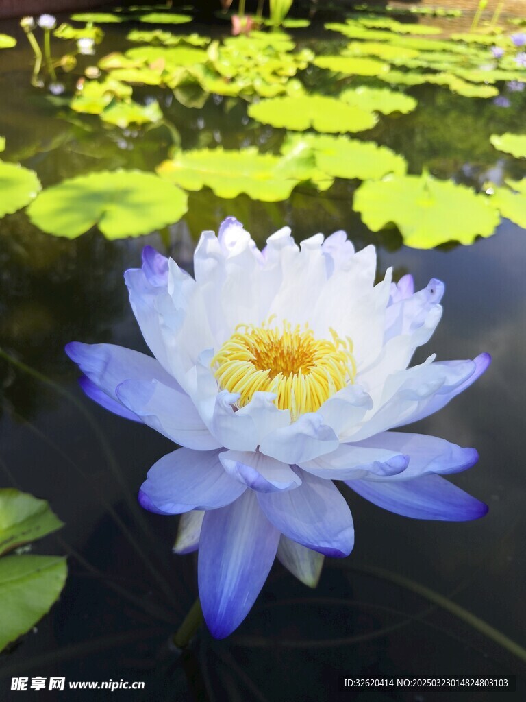 荷花 荷叶
