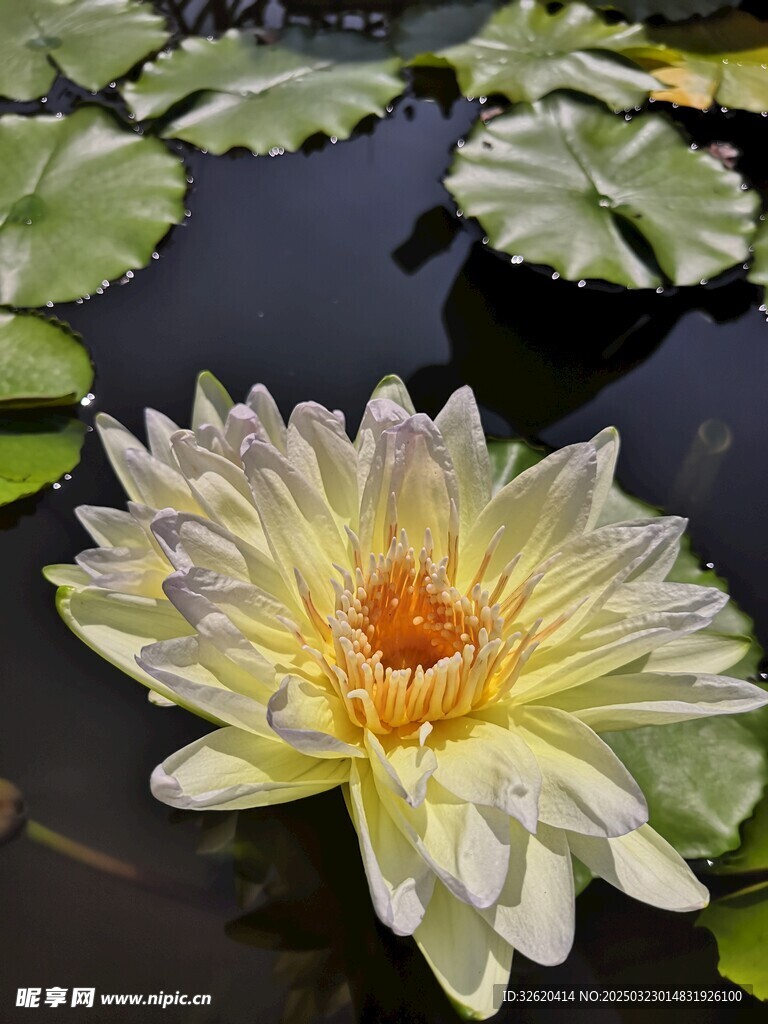 荷花 荷叶