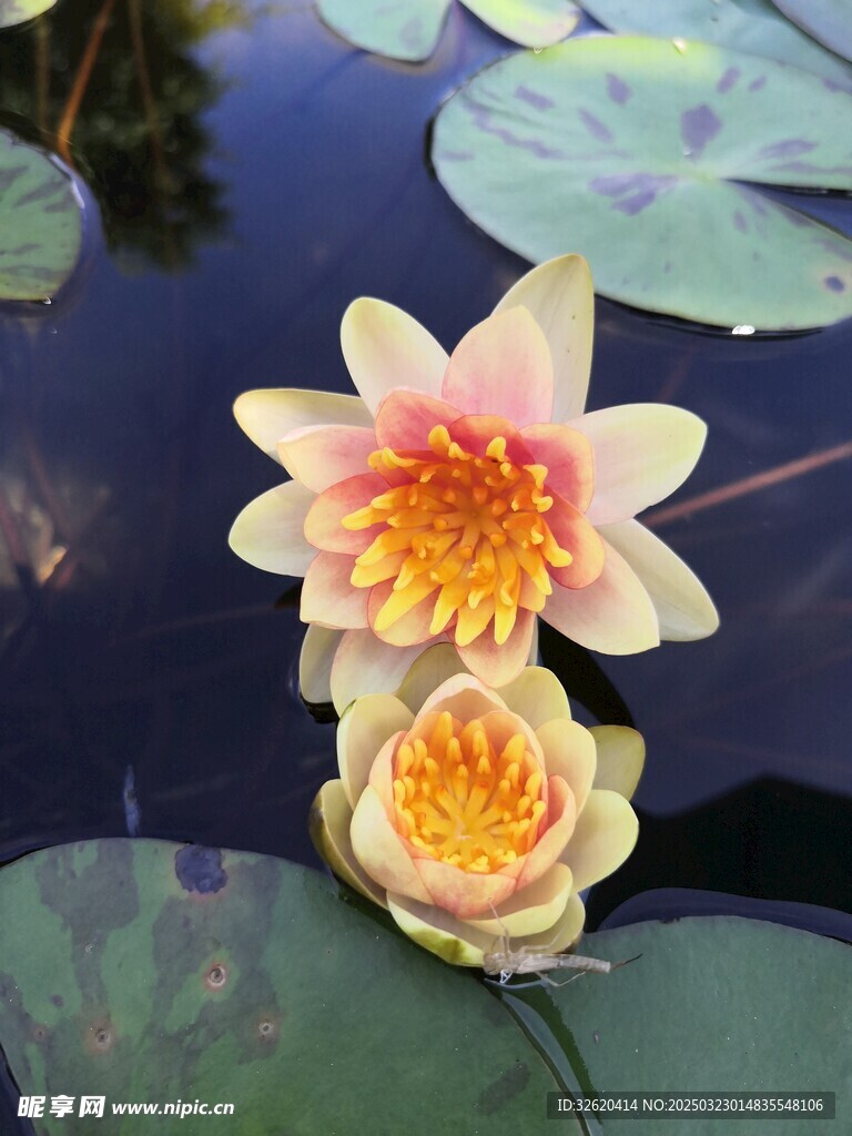 荷花 荷叶