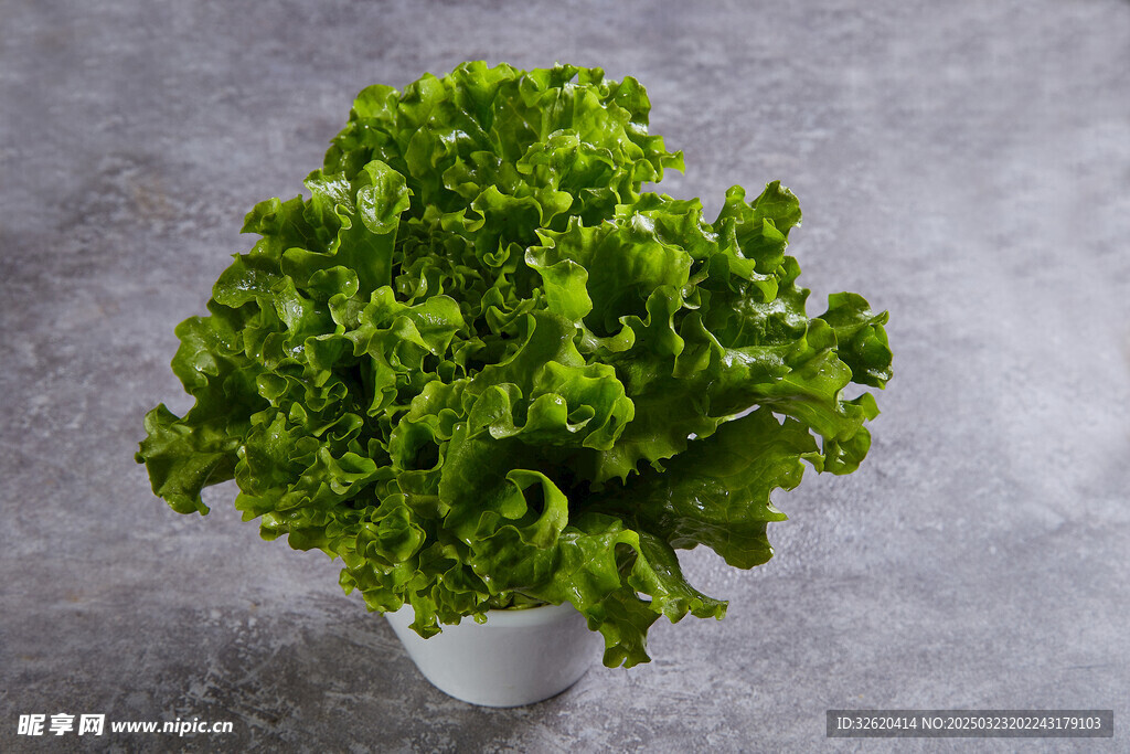 生菜