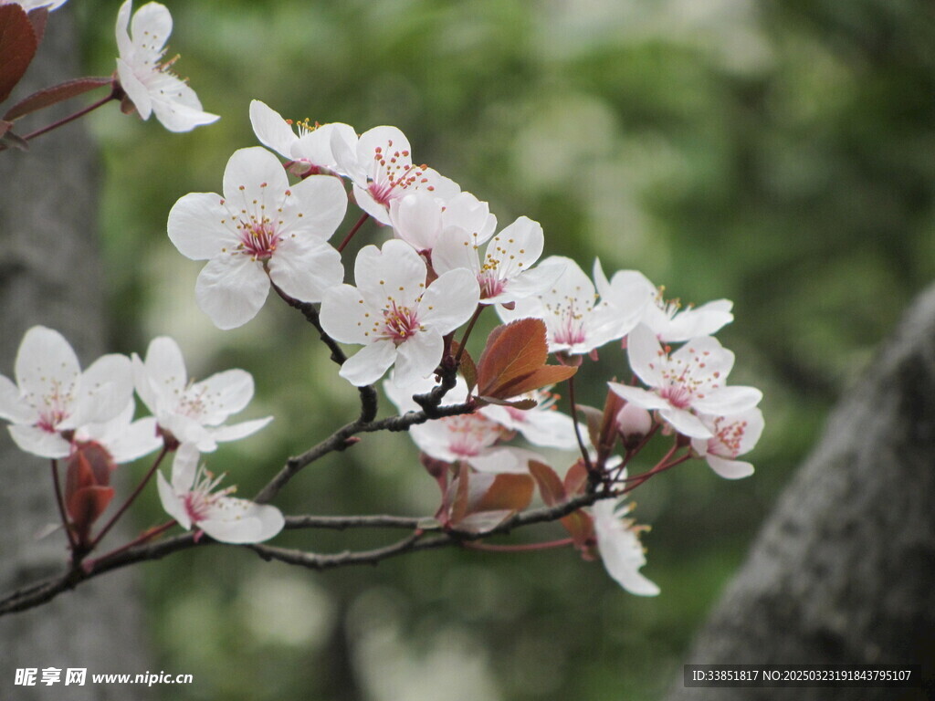 桃花