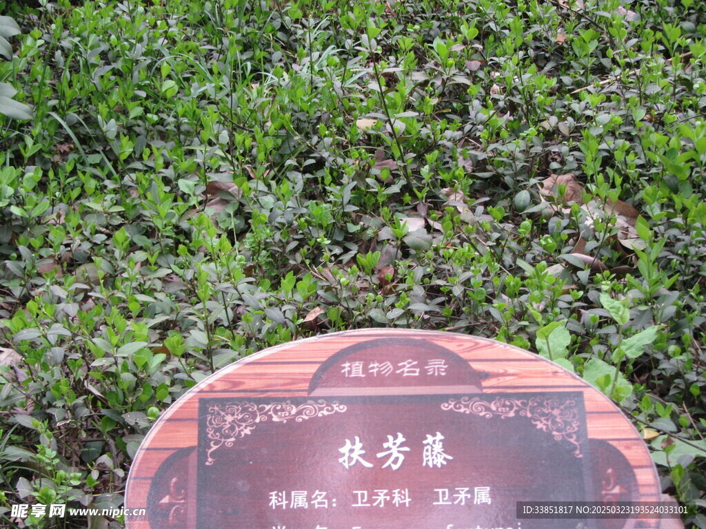 扶芳藤