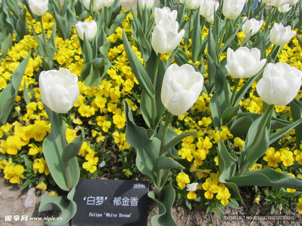 郁金香 