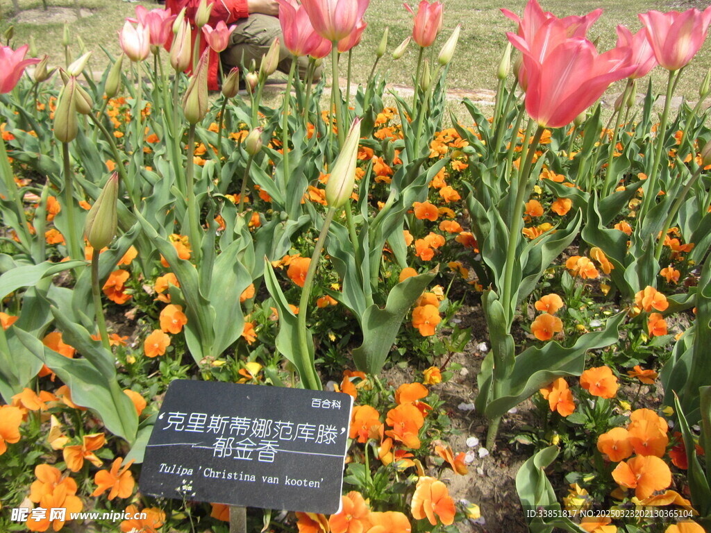 郁金香 