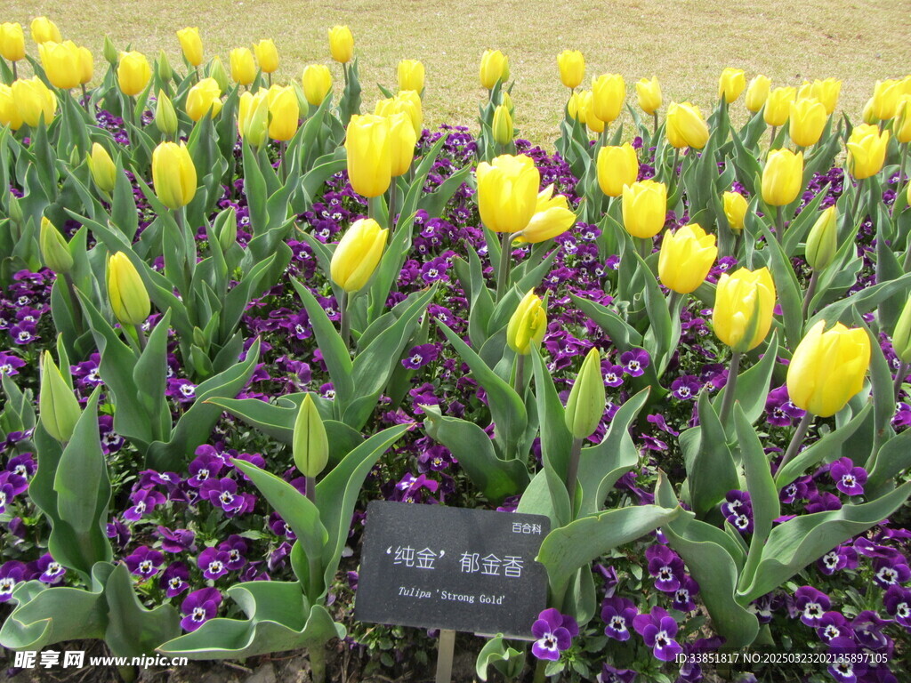 郁金香 