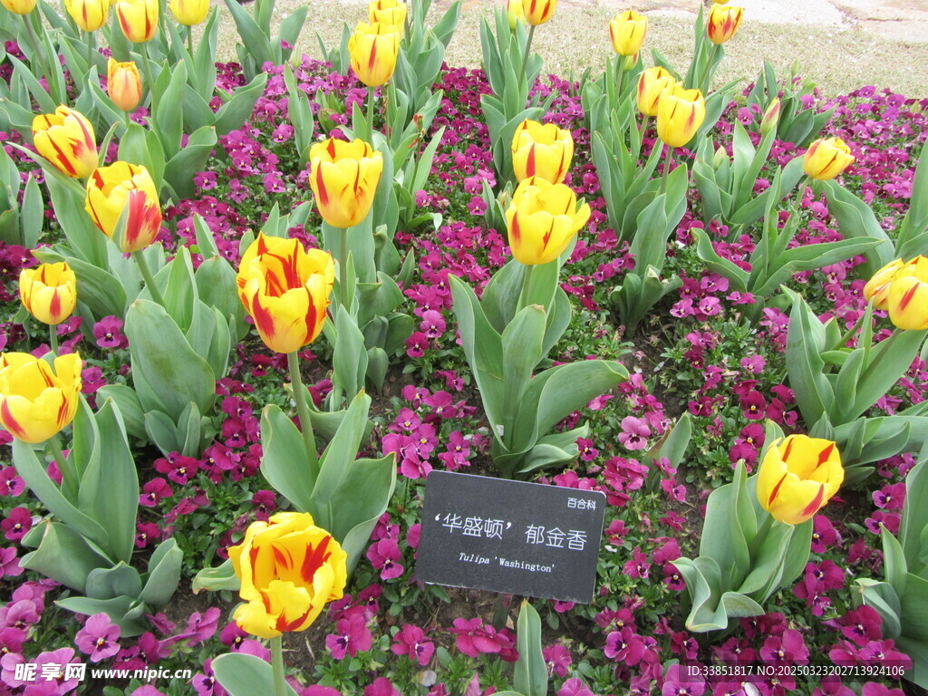 郁金香 