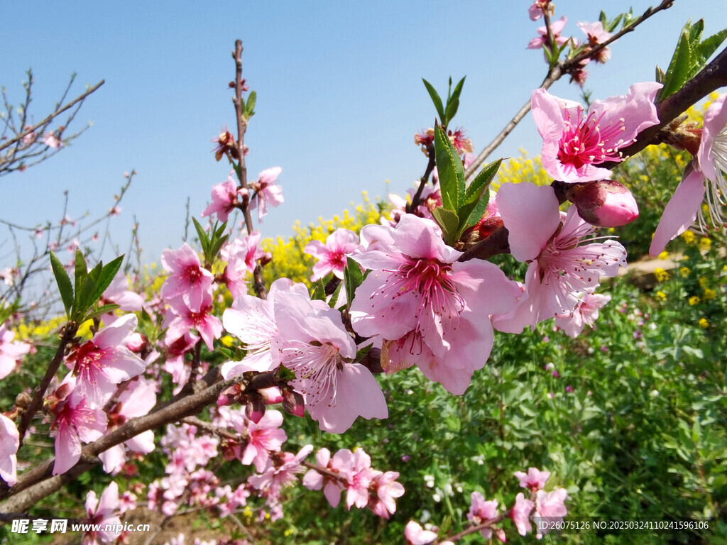 桃花